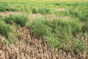 Kochia in Kansas soybeans