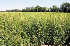 Palmer amaranth in Michigan soybeans