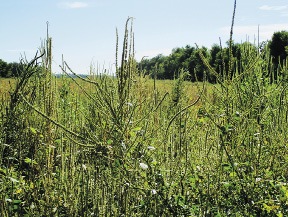 Palmer amaranth in Illinois soybeans