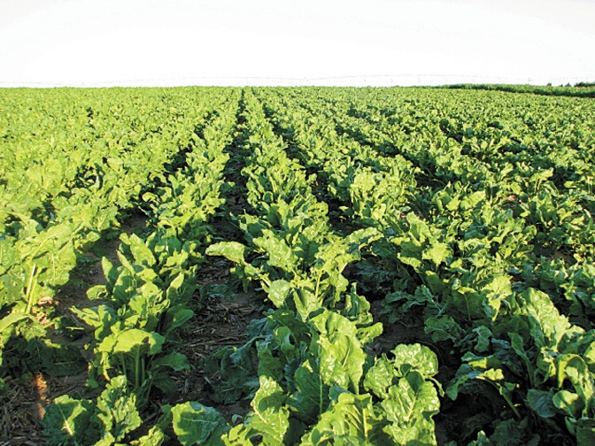 Sugarbeet Field