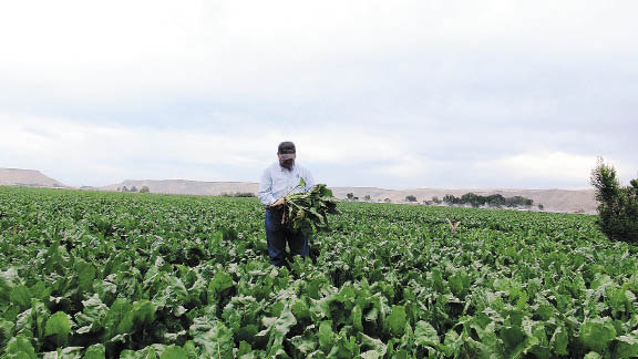 Mir in Sugarbeet field