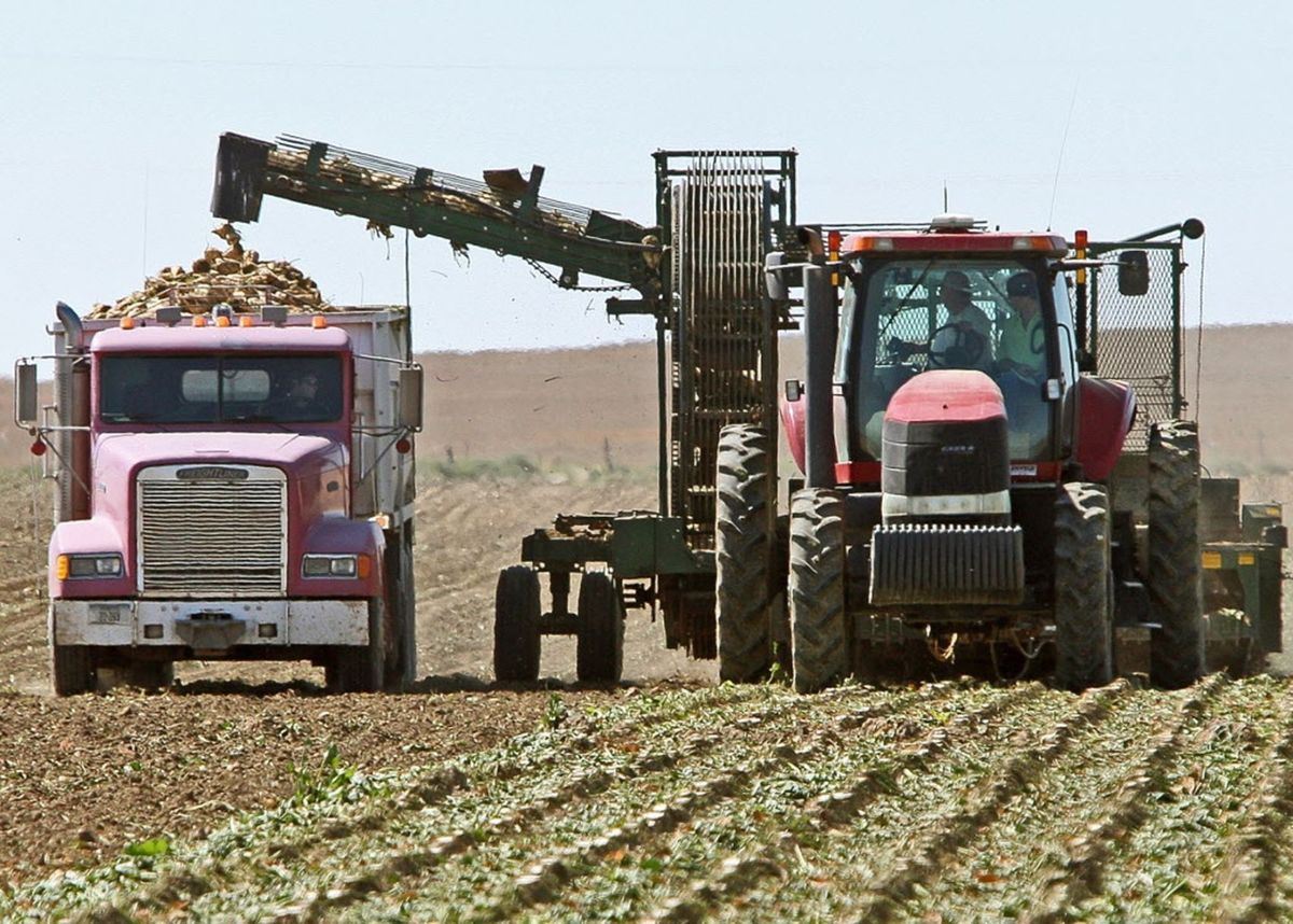 Platte County beet harvest underway Sugar Producer Magazine