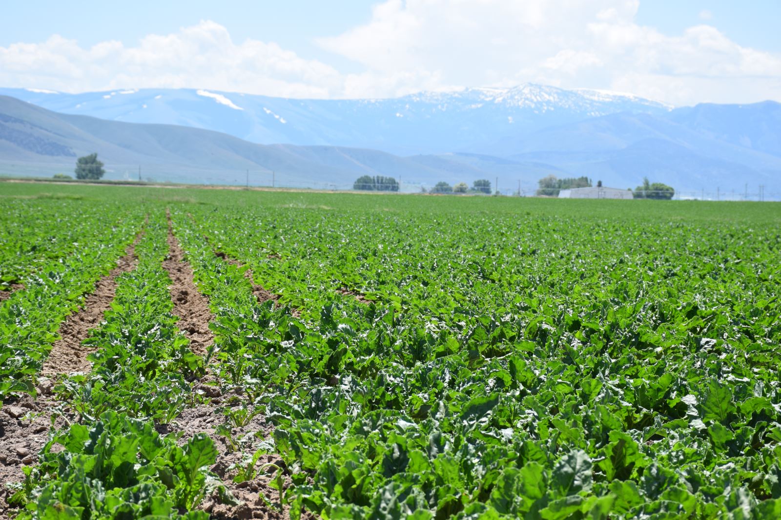 Cassia County is Idaho's Ag Poster Child Sugar Producer Magazine