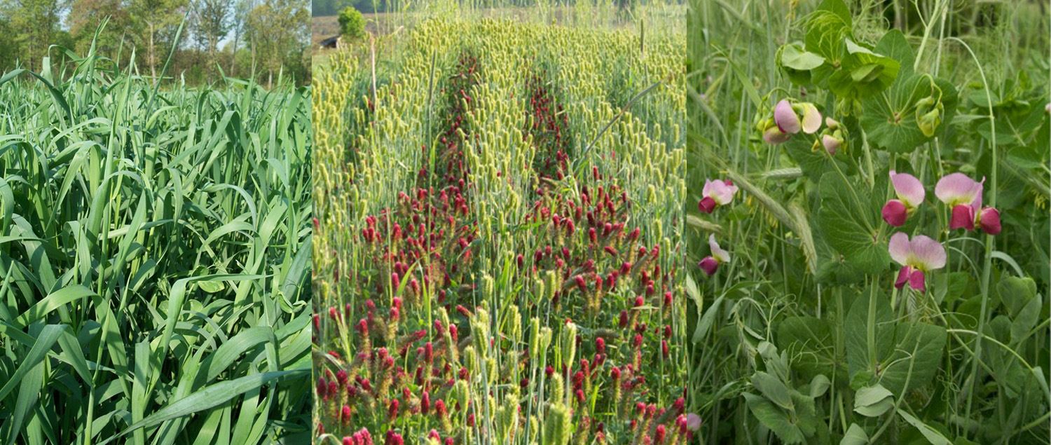 USDA Adds Flexibility for Cover Crop Management Sugar Producer Magazine